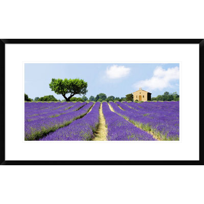 " Lavender Fields; France "