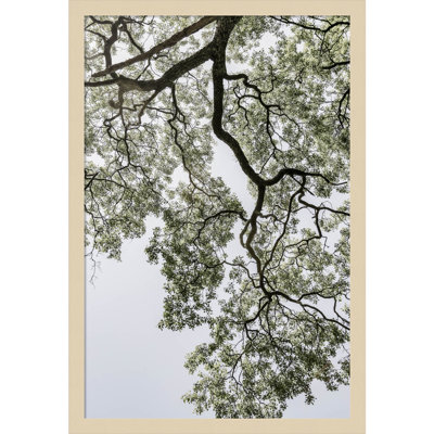 Pleasantville "Coastal Forest" Print