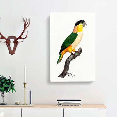 A Black-Headed Parrot by F. Levaillant - Wrapped Canvas
