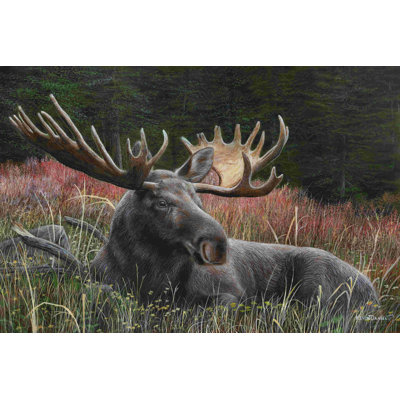 " Recumbent Moose " by Kevin Daniel