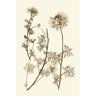 Sepia Nature Study IV by Vision Studio - Wrapped Canvas Art Print