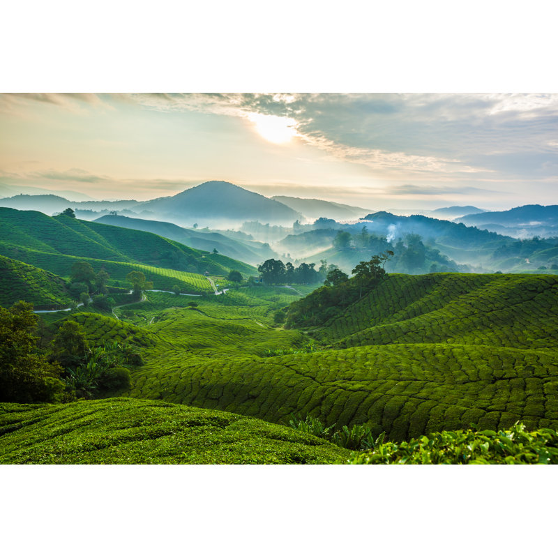Cameron Highlands Tea Plantation by Blackcatimaging - Wrapped Canvas Print, 30cm H x 46cm W