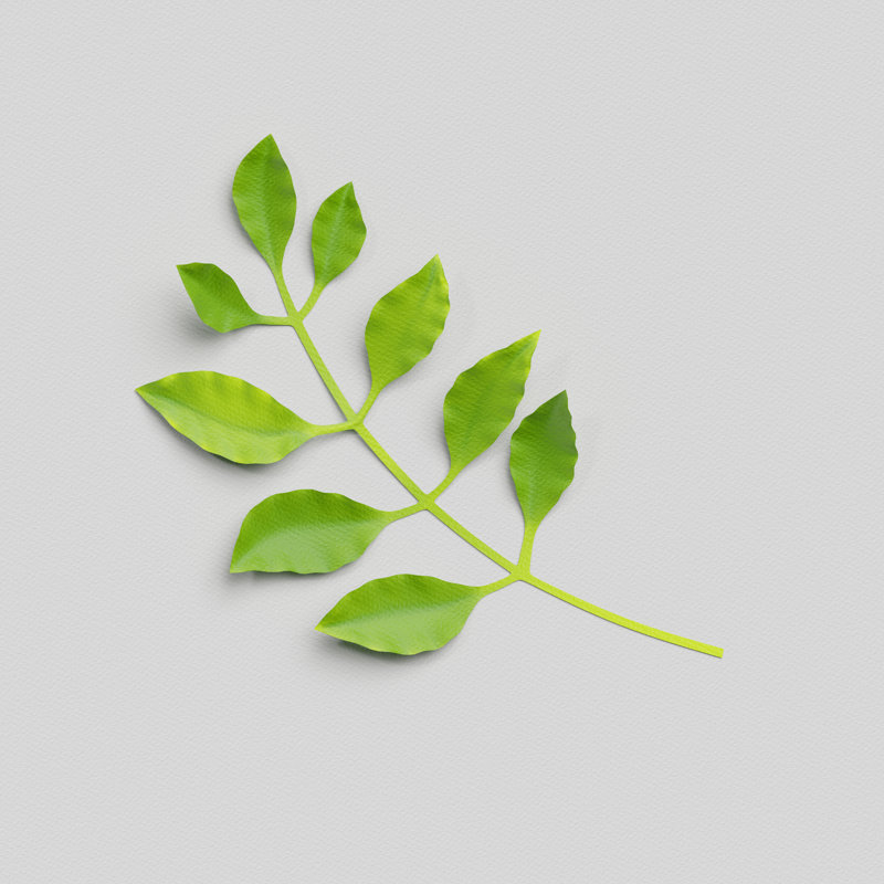 Green Tropical Leaf - Wrapped Canvas Print, 91cm H x 91cm W x 3.8cm D
