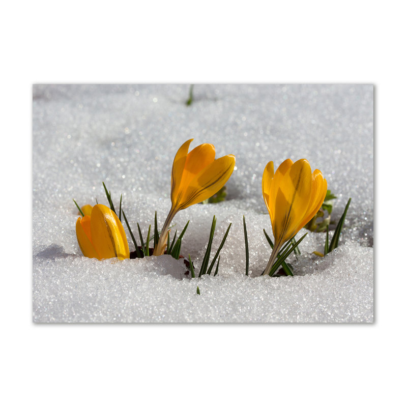 Crocuses In The Snow - Wrapped Canvas Print