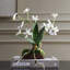 Clovis Orchid Drop-In