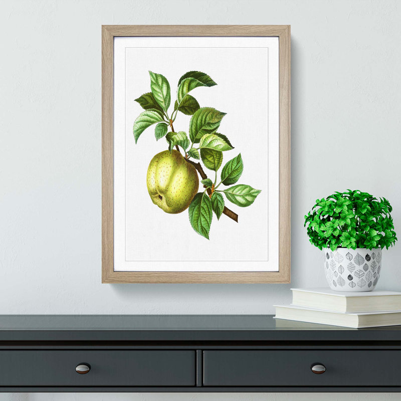 Green Apple by Pierre-Joseph Redoute - Picture Frame Painting Print, Oak Framed, 36cm H x 27cm W x 2cm D
