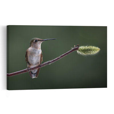 Hummingbird On Green Bud Delicate Elegant Peaceful Hummingbird Bird Nature Plant Wall Art Print by Atul Saluja - Print