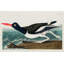 «Red Barrel Studio® Audubon, John James Gallery, art sur toile tendue: huître pie, attrapeur-1160344548