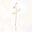 Magnolia Etoile-981108775