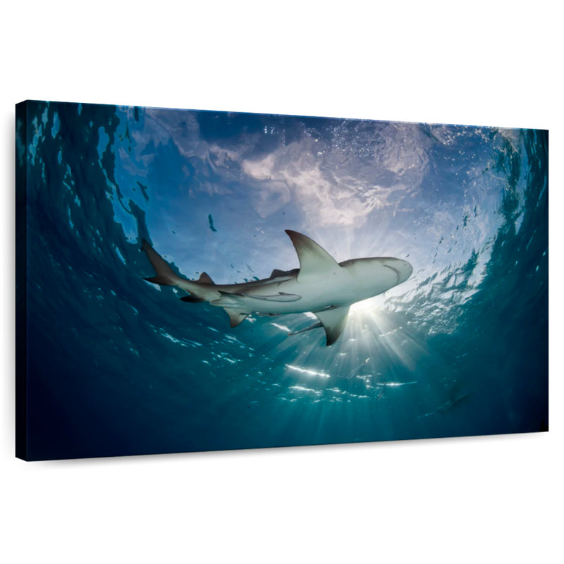 Lemon Shark In The Water, H 8 po x l 12 po