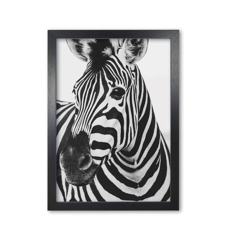 Zebra - Print, Black Grain Frame, 42 cm H x 30 cm W x 5 cm D