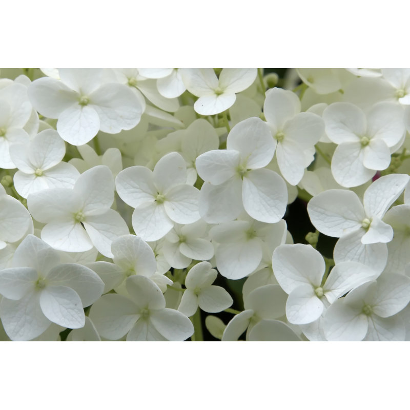 Hydrangea by Bikec, 8" H x 12" W