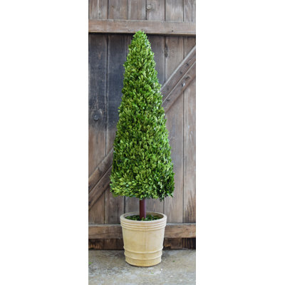 59'' Boxwood Topiary in Ceramic Pot