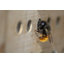 Free Standing Bumblebee House