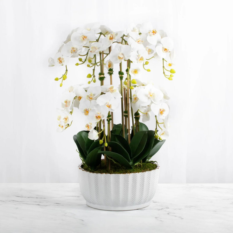 Arrangement floral orchidée en pot