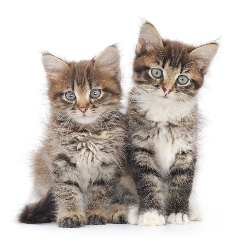 Deux petits chatons par Tsekhmister - photographie sur toile tendue, L 12 po x H 12 po