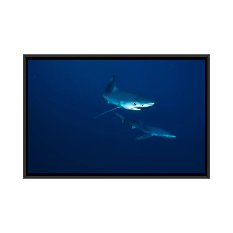 " Blue Shark Pair Underwater, California " by Flip Nicklin, 18" H x 26" W x 1.5" D, Black Framed Canvas, No Mat