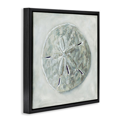 Coquillage gris