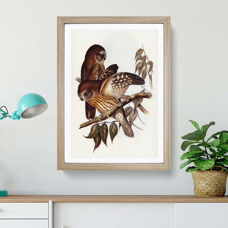 Boobook Owls by Elizabeth Gould - Picture Frame Painting Print, 65cm H x 48cm W x 2cm D, Oak Framed