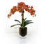 Phalaenopsis Orchid In A Glass