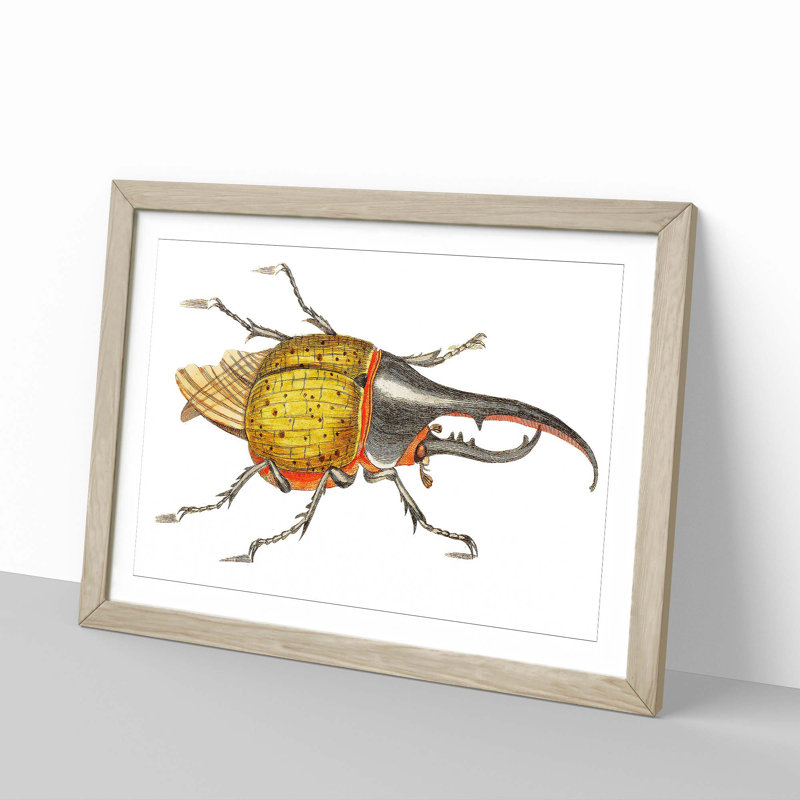 Hercules Beetle by George Shaw - Picture Frame Graphic Art Print, Oak Framed, 36cm H x 48cm W x 2cm D