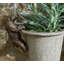 Blume Animals UV Resistant Stone Garden Statue