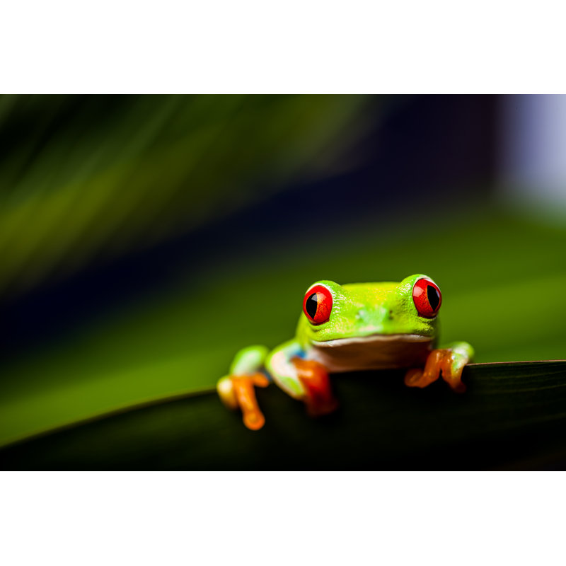 Exotic Frog by Oleksajewicz - Wrapped Canvas Print, 30cm H x 46cm W