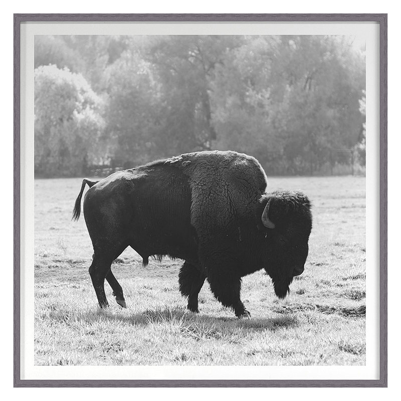 Bison Fall Print by Chris Dunker, 29" H x 29" W, Gray Framed