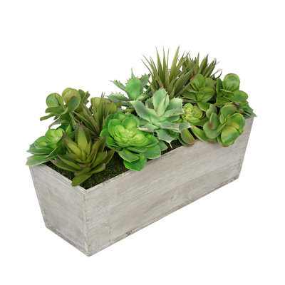 Plante grasse artificielle 5,5 po en pot