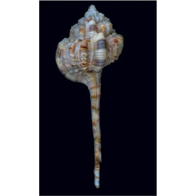 Shell Study I Print by Harold Davis