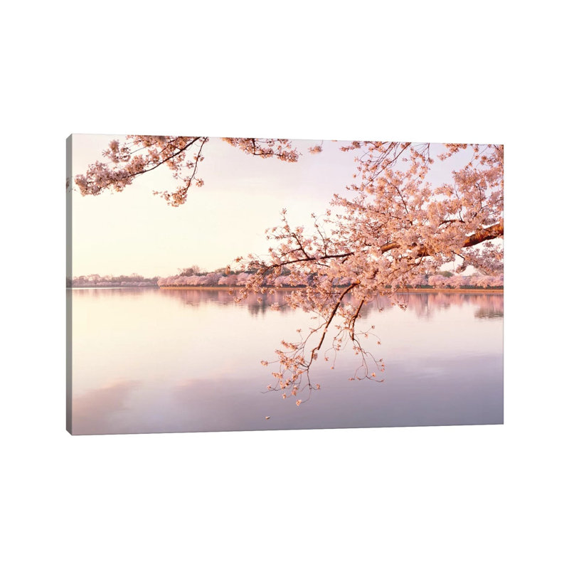 Cherry Blossoms At The Lakeside, Washington D.C., USA II - Wrapped Canvas Print, 20.32 cm H x 30.48 cm W