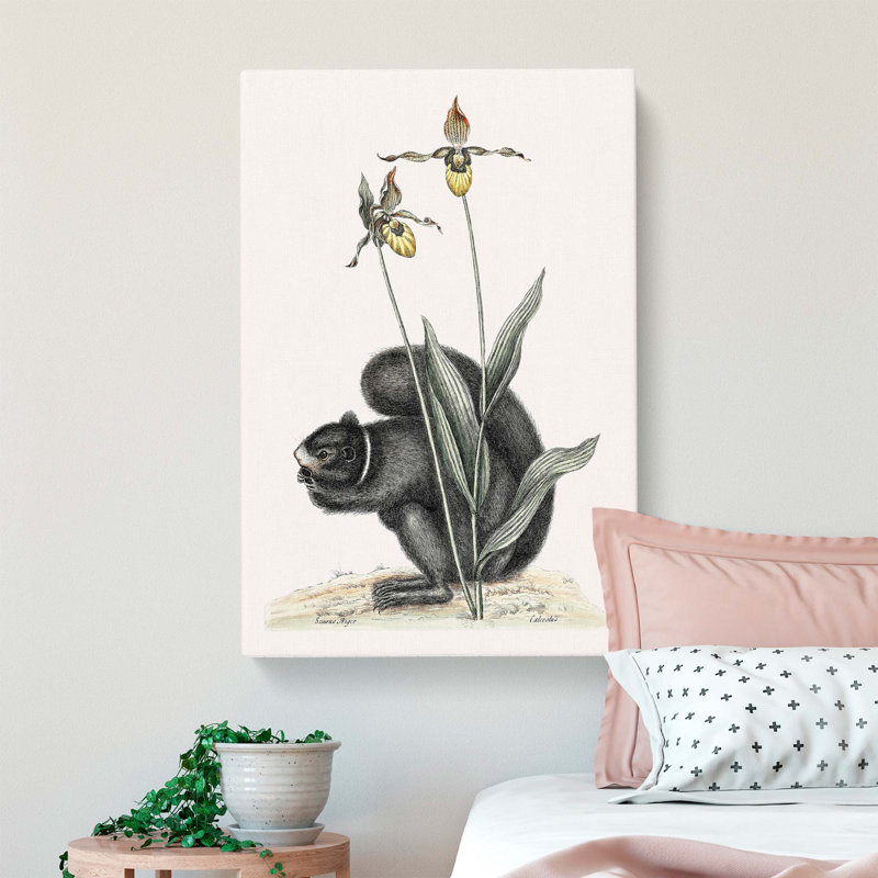 Black Squirrel by Mark Catesby - Wrapped Canvas, 60cm H x 40cm W x 3cm D