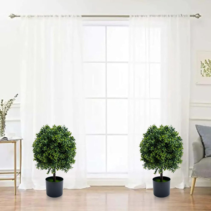 50cm Plant