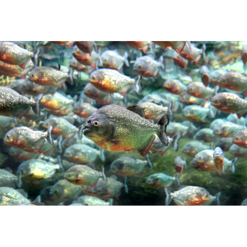 Red Bellied Piranha Swimming Underwater. by Hayatikayhan - Wrapped Canvas Print, 12"H x 18"W