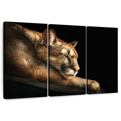 Cougar Brampt endormi