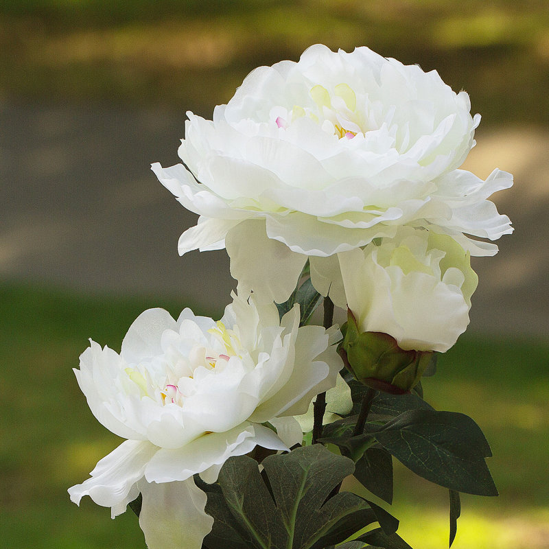 Tige de pivoine 28 po, Crème, crème