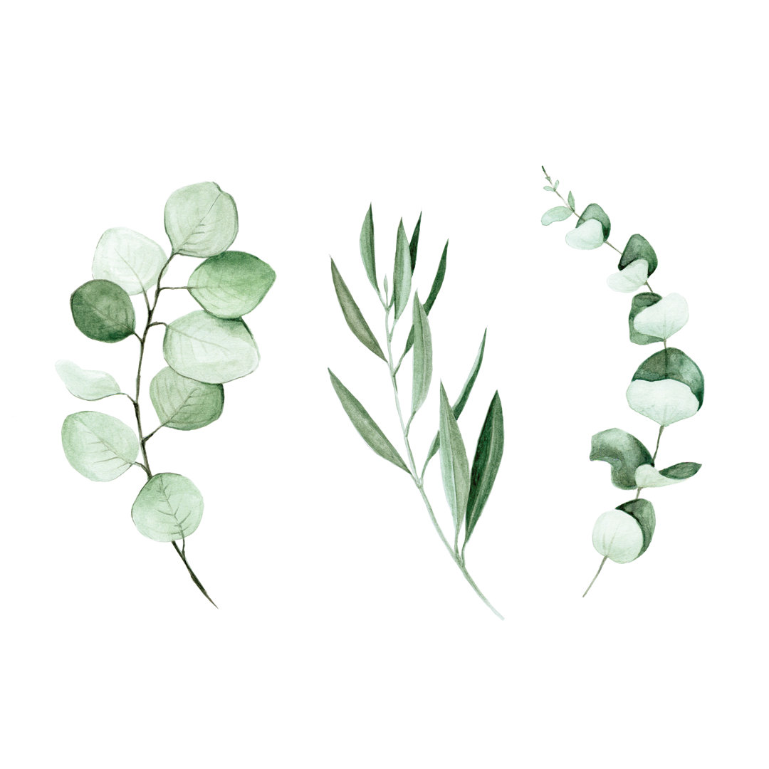Eucalyptus And Olive Leaves And Branches by Tatyana Goncharuk - Wrapped Canvas Painting