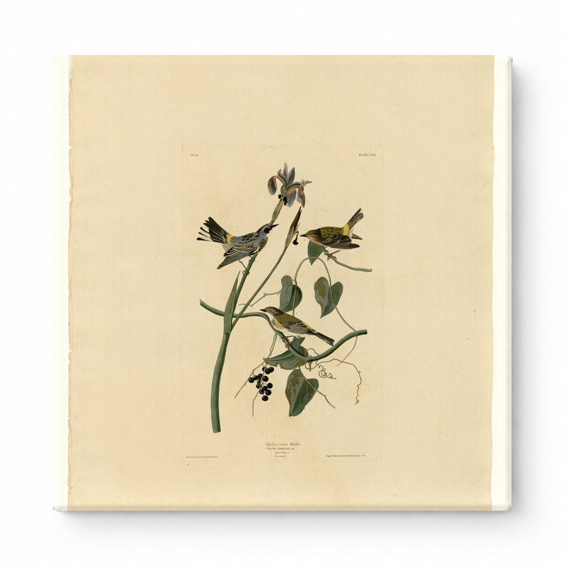 Fauvette à couronne jaune, plaque CLIII (1827-1838) - art mural carré sur toile, 12" W x 12" H