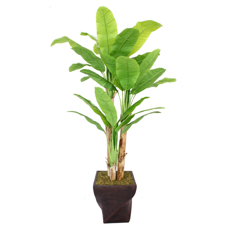Grand arbre à feuilles de bananier en pot Panama