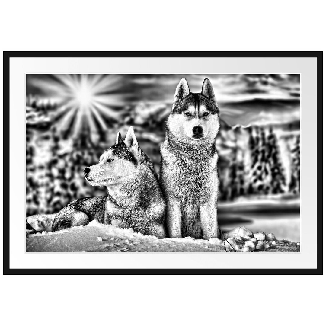 Gerahmtes Poster Zwei wilde Huskies