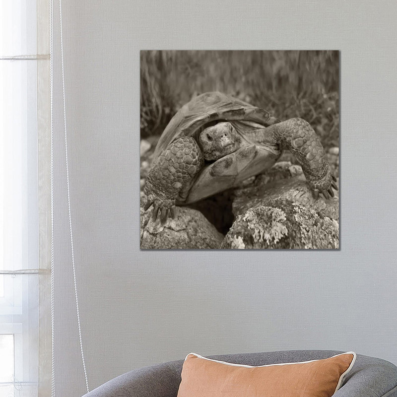 Desert Tortoise, Santa Catalina Mountains, Arizona - Wrapped Canvas Print, 66.04 cm H x 66.04 cm W x 3.175 cm D