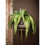 Varen Plant-100807404-100807406