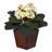 African Violet Arrangement in Pot