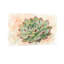 Plantes et fleurs, plante grasse, reproduction d'art-2125365091
