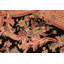 Bagryana Wool Oriental Rug