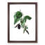 Black Mulberry Plant Illustration - Picture Frame Art Print-55512492-55512493