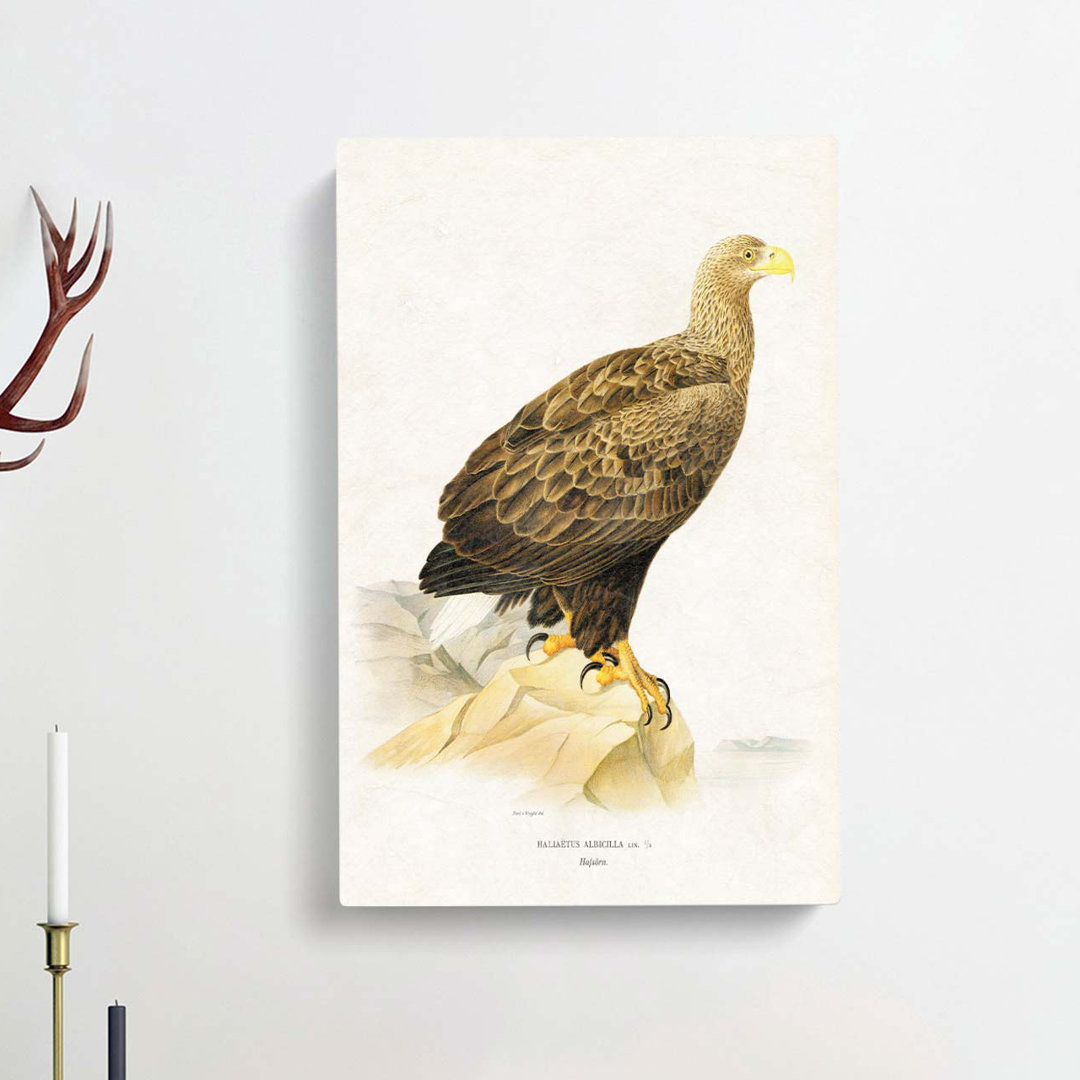 White Tailed Eagle by Von Wright - Wrapped Canvas