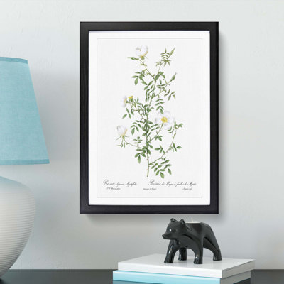 Hedge Rose in White by Pierre-Joseph Redoute - Picture Frame Painting Print