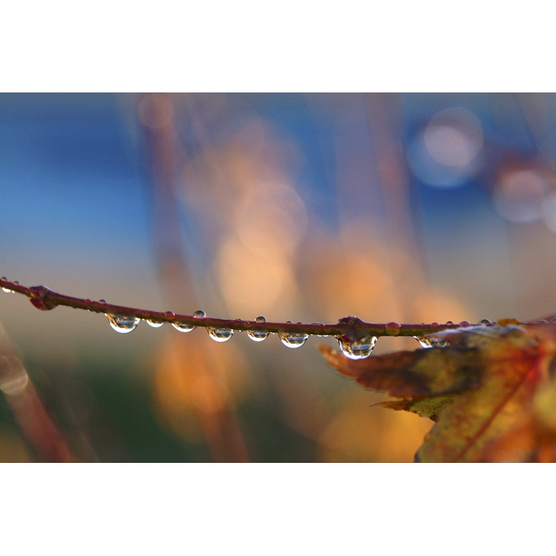 «Morning Rain Drops» par Trigga, H 32 po x l 48 po