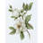 Lark Manor™ Nan Gallery Wrapped Canvas Art Titled: Magnolia Morning II-186211062